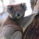 Koala - @koala_henry - Instagram