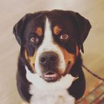 Henry Cash Krebs - @classichenry - Instagram