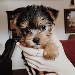 Henry Kroll - @henryyorkie - Instagram