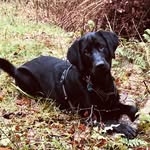 🤍𝐇 𝐄 𝐍 𝐑 𝐘 | Labrador - @_labrador_henry - Instagram