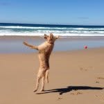 🐶 Henry 🐶 - @henry._.labradoodle - Instagram