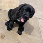 Henry 🐾 - @henry___the___labrador - Instagram