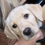 HENRY | The Labrador 🦮 - @henry.thelabrador_ - Instagram