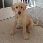 Henry Bewers ~ Labradoodle - @labradoodle.henry - Instagram