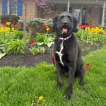 Henry - @henry.labradoodle - Instagram