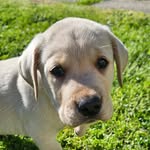 Henry - @henry.the.labrador - Instagram