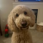 Henry - @henry_labradoodle_ - Instagram