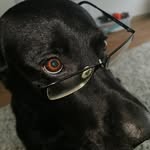 💙HENRY💙 - @henry_the_labrador2019 - Instagram