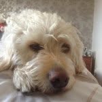 @henry_labradoodle - Instagram