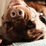 Henry Labrador - @henrylabratory - Instagram