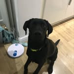 @henry_labrador_heart_by_alisha - Instagram