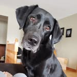 Henry - @the.labradorable.henry - Instagram