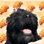 Henry the Labradoodle - @henrylu_labradoodle - Instagram