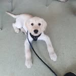 henrykennalabradoodle - @henrylabradoo - Instagram
