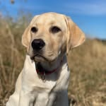 Sir 𝙃𝙀𝙉𝙍𝙔 | Besuchshund in Ausbildung - @sir.henry.labrador - Instagram