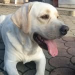 Van Henry Sable blues - @henry_labrador_retriever - Instagram