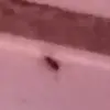 bug - @henrylacson696 - TikTok
