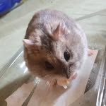 Henry La Grange - @henryhamster_1 - Instagram