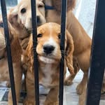 Henry 🐾 - @henry_lakes_cocker - Instagram