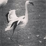 henry larkin - @backtotheoldplace - Instagram