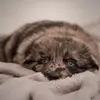 HenryLarkin - @user27581143071813 - TikTok