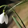 HenryLarkin - @michaelmccarthynkwa99 - TikTok
