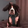 henrylarocque8 - @henrylarocque8 - TikTok