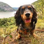 Henry Lincoln - @henrylincoln_nyc - Instagram