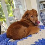 Henry Link - @urbandogwalkerbrooklyn - Instagram