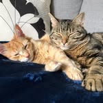 Henry & Louis - @the_rival_royals - Instagram