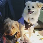 Henry & Louis - @henryandlouis - Instagram