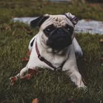 Henry Louis - @__henrylouis - Instagram