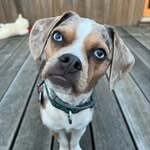 Henry Luke the Blue Eyed Puggle - @henryluke_blueeyes - Instagram