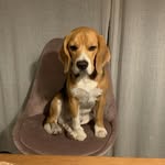 Henry Luke vom Fahrländer See - @henrylukethebeagle - Instagram