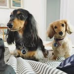 Henry & Marlowe - @henryandmarlowe - Instagram