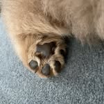 🐻 | Henry Maximus - @henrymaximusthechow - Instagram