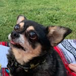 Henry McBride - @chonkychihuahua - Instagram