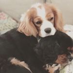 Henry McDonnell Dogs - @mcdonnell.dogs - Instagram