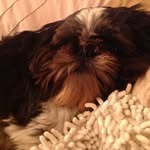 Henry Mcfadden - @cute_puppy_44 - Instagram
