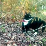 Socathan Henry McFadden - @soc_the_cat_ - Instagram