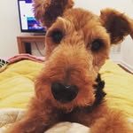 Henry McHale - @henrymydeer - Instagram