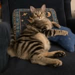 Henry McHenry - @orlandostreetcats - Instagram