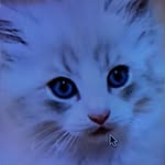 Henry McHenry - @henry.mchenry - Instagram