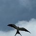 Henry McLendon - Facebook