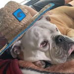 Henry McManus - @henrythe.bully - Instagram