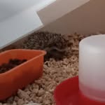 Henry McQueen - @henrythehedgehog_777 - Instagram