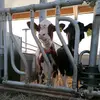 Massey Ferguson - @henrymeier09 - TikTok
