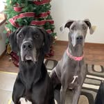 Henry & Meredith - @dagle_danes - Instagram