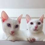 Henry & Meredith the Cat🇵🇭 - @henry_and_meredith_the_cat - Instagram