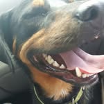 Henry Cypher Milligan - @cypherthedog - Instagram